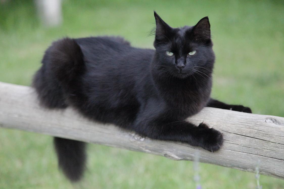 Black Ragamuffin Cat Sitting On Railing
