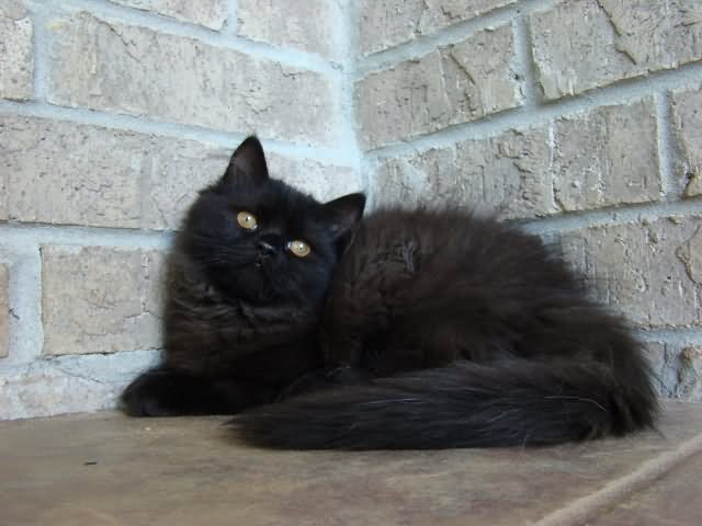 Black Ragamuffin Cat Sitting Photo