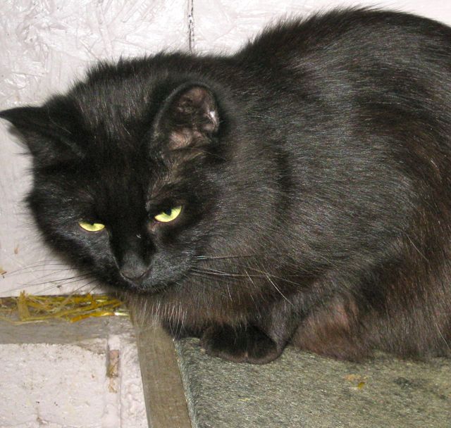 Black Ragamuffin Cat Sitting