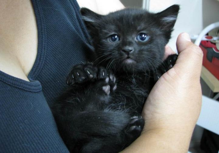 Black Ragamuffin Kitten In Arms