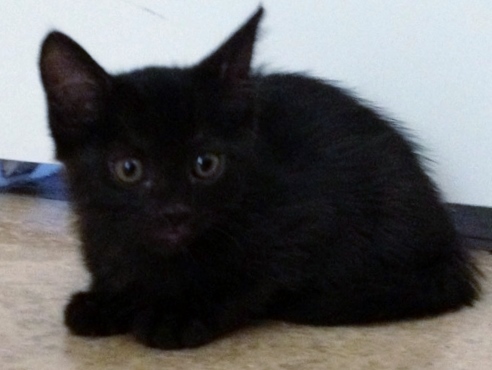 Black Ragamuffin Kitten Photo