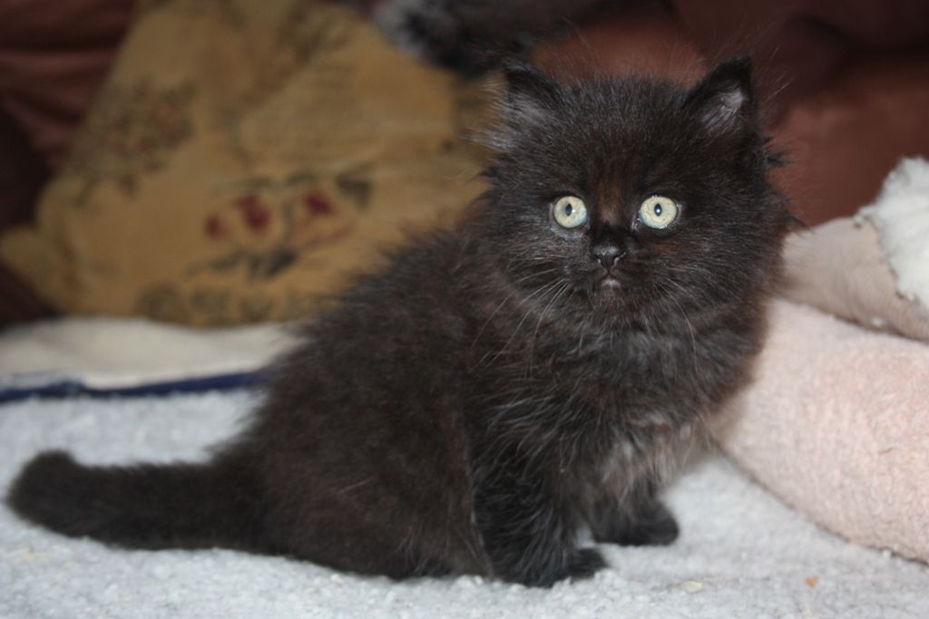 51 Best Pictures Black Ragamuffin Cat For Sale / Honey Bear - Black Calico Solid Female Ragdoll Kitten ...