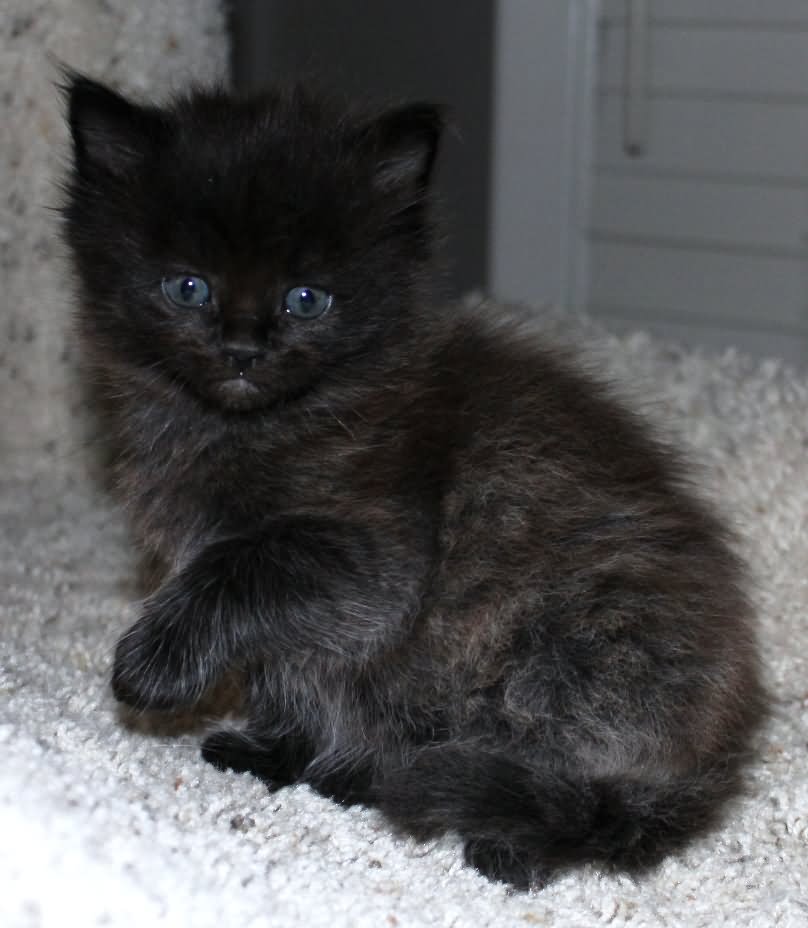 Black Ragamuffin Kitten
