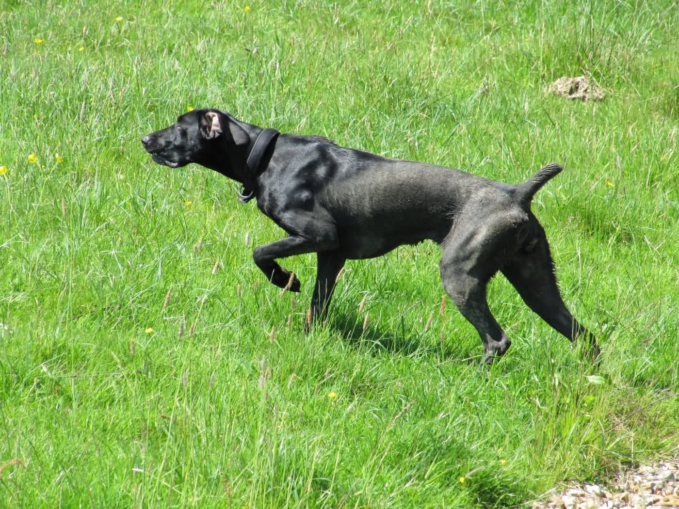 Black Short Hair Pointer Dog In Fields