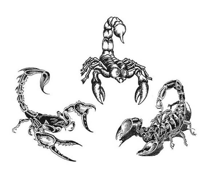 Black Three Scorpion Tattoo Design