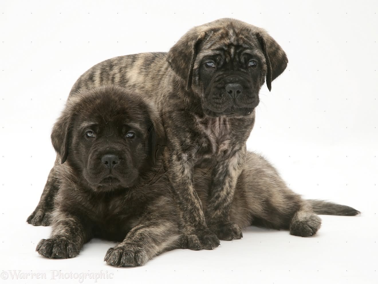 Brindle English Mastiff Puppies