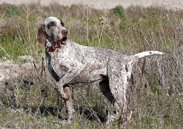 Brindle Pointer Dog In Forest