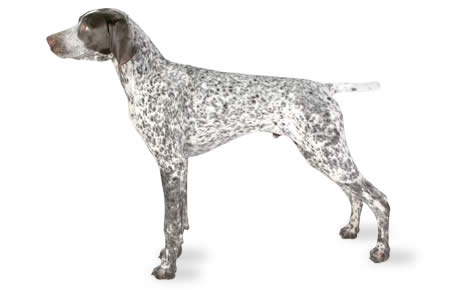 Brindle Pointer Dog Picture