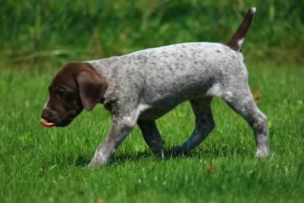 Brindle Pointer Puppy With Brown Face