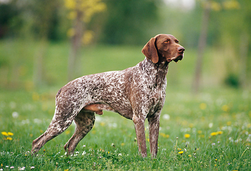 Brown And White Brindle Male Pointer Dog