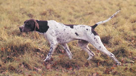 Brown And White Brindle Pointer Dog