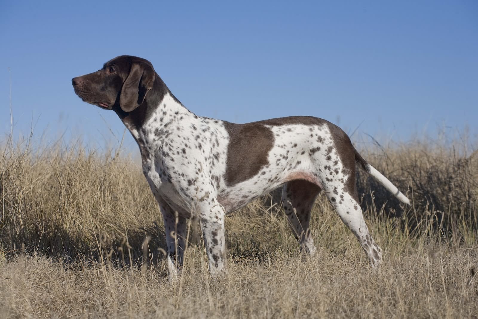 Brown And White Brindle Pointer In Fields