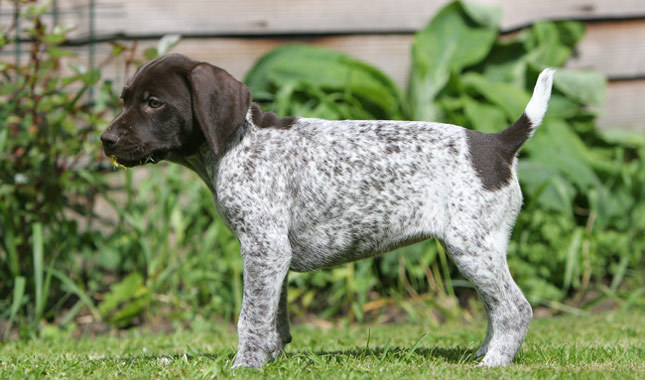 Brown And White Brindle Pointer Puppy