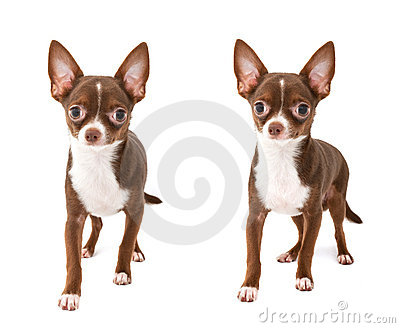 Brown And White Chihuahua Dogs