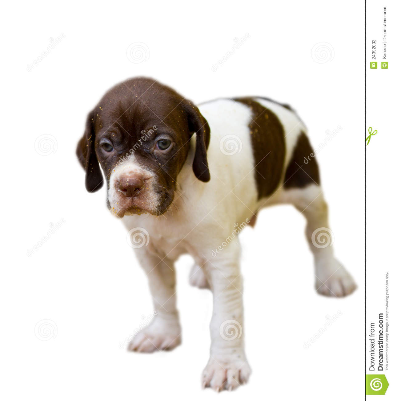 Brown And White Cute Pointer Puppy