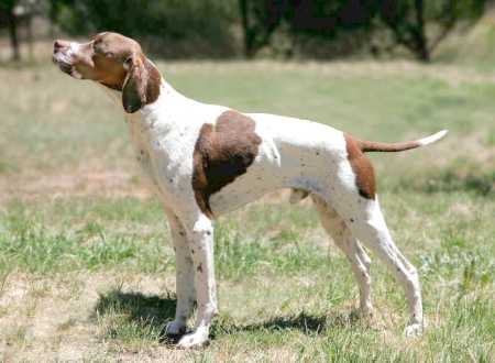 Brown And White English Pointer Dog