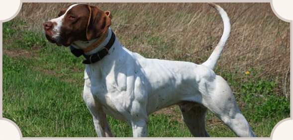 Brown And White Full Grown Pointer Dog