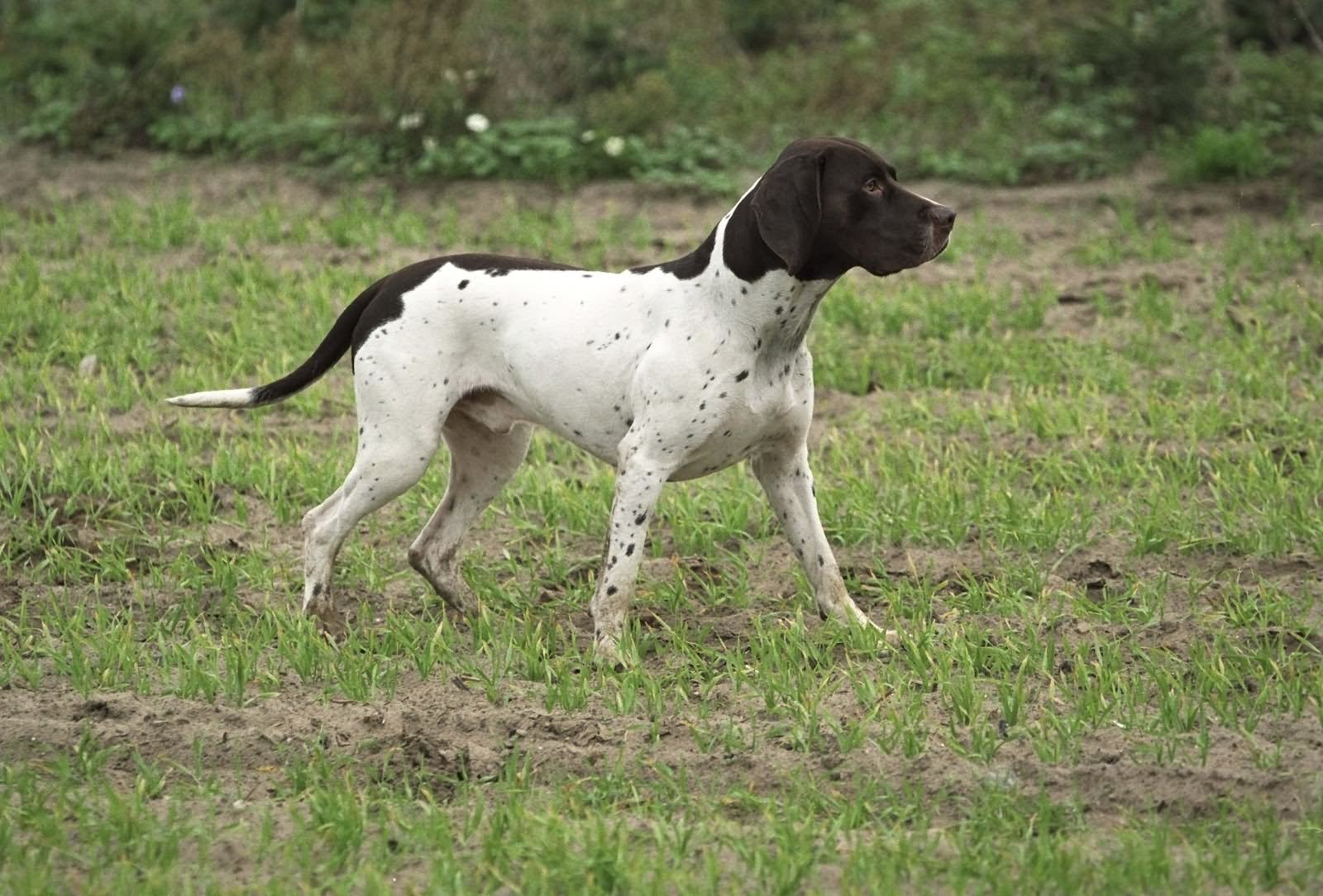 Brown And White Male Pointer Dog Walking