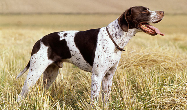 Brown And White  Male Pointer Dog