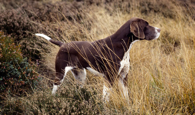 Brown And White Pointer Dog In Field