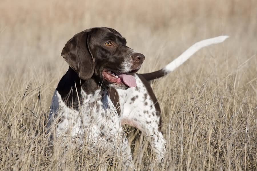 Brown And White Pointer Dog In Fields