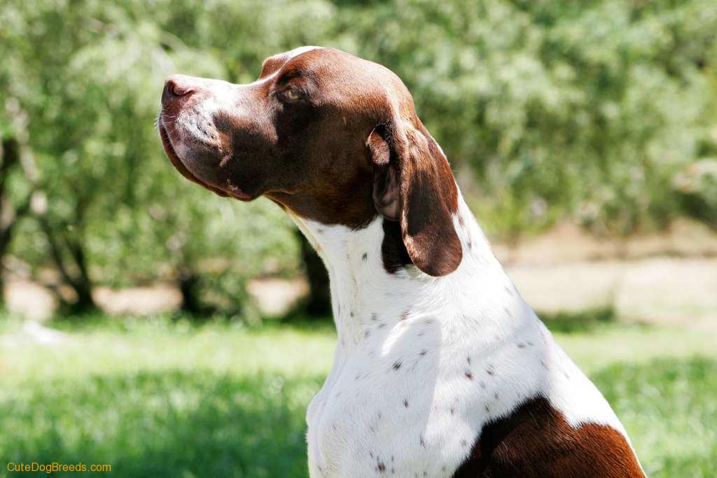 Brown And White Pointer Dog Picture