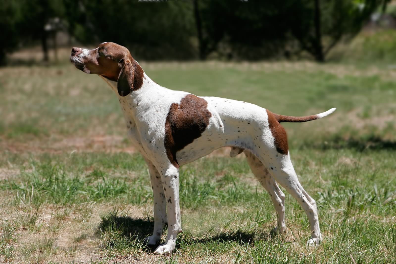 Brown And White Pointer Dog