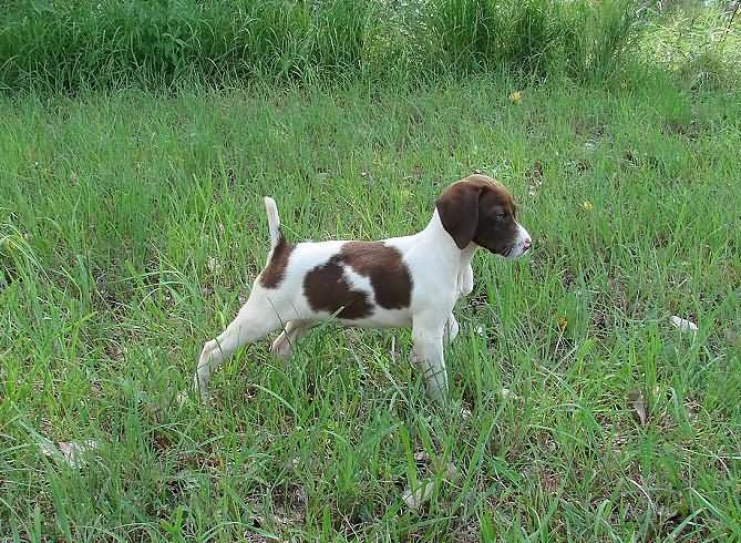 Brown And White Pointer Puppy Outside