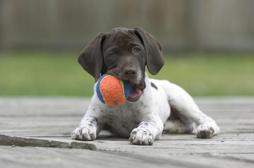 Brown And White Pointer Puppy Sitting And Playing With Ball