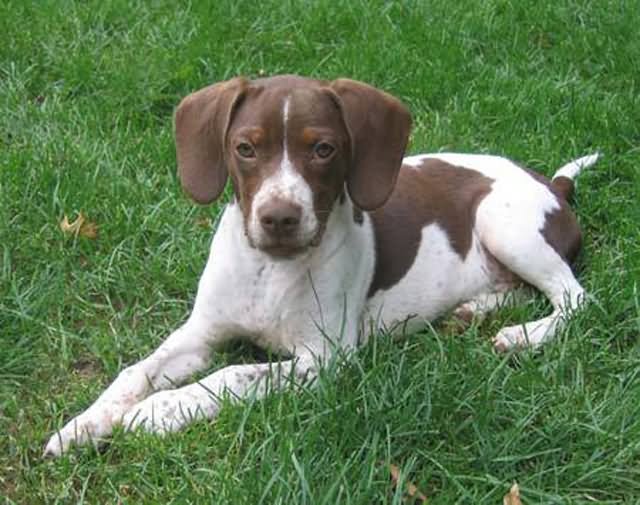 Brown And White Pointer Puppy Sitting On Grass