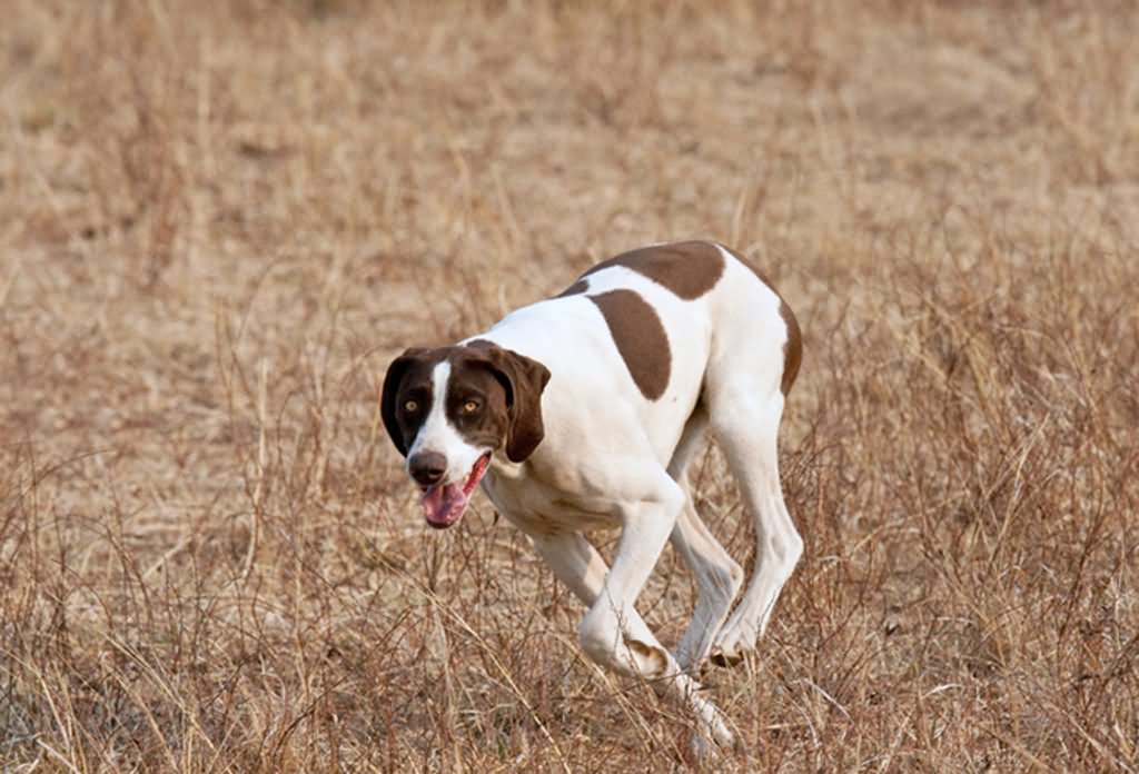 Brown And White Pointer Running