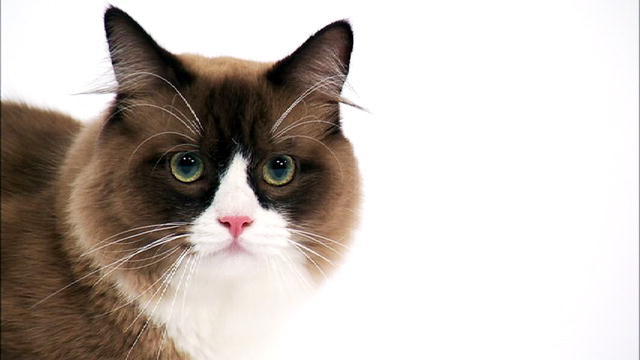 Brown And White Ragamuffin Cat Face