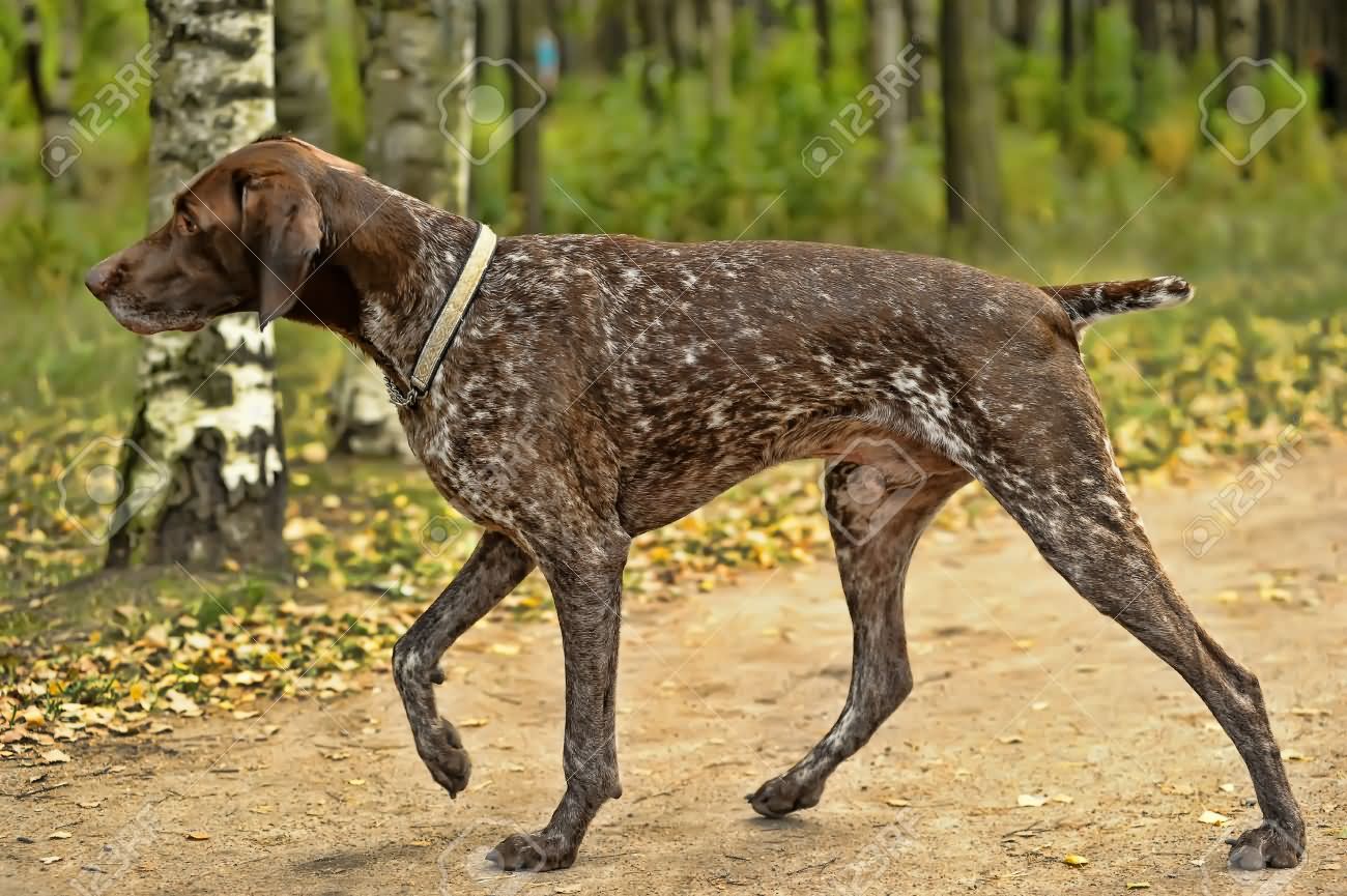 Brown Brindle Pointer Dog Walking