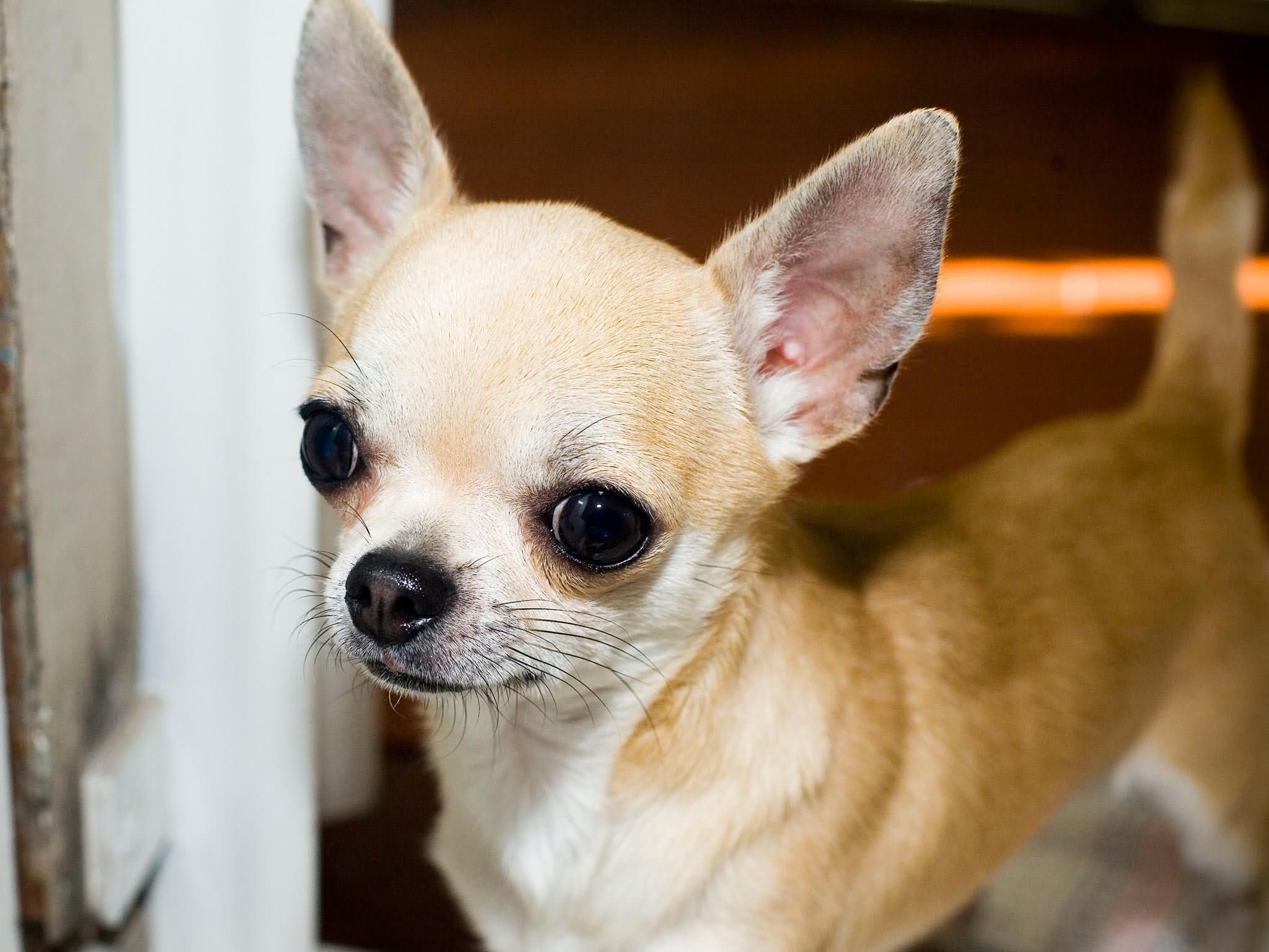 Brown Chihuahua Dog Face Image