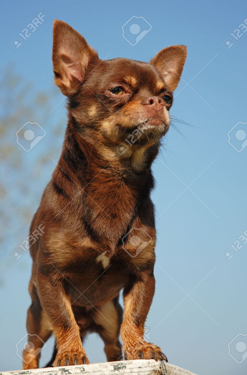 Brown Chihuahua Dog Face Photo