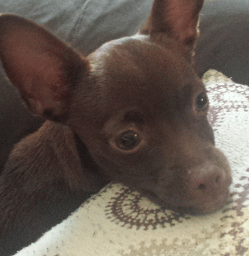 Brown Chihuahua Dog Face Picture