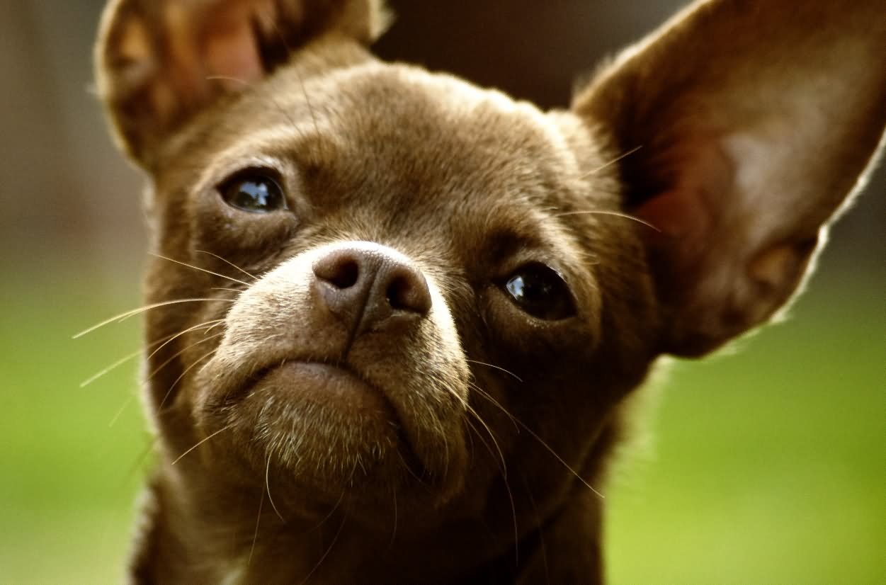 Brown Chihuahua Dog Face