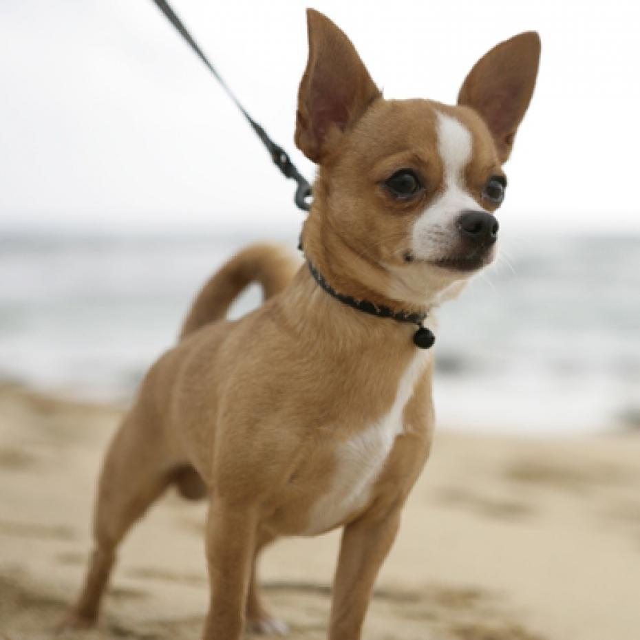 Brown Chihuahua Dog Image