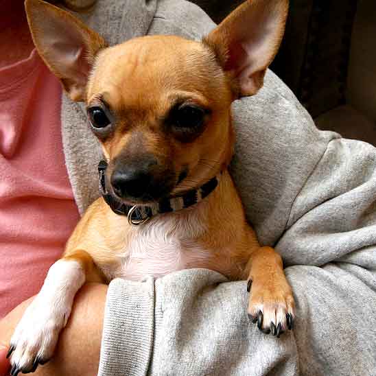 Brown Chihuahua Dog In Arms