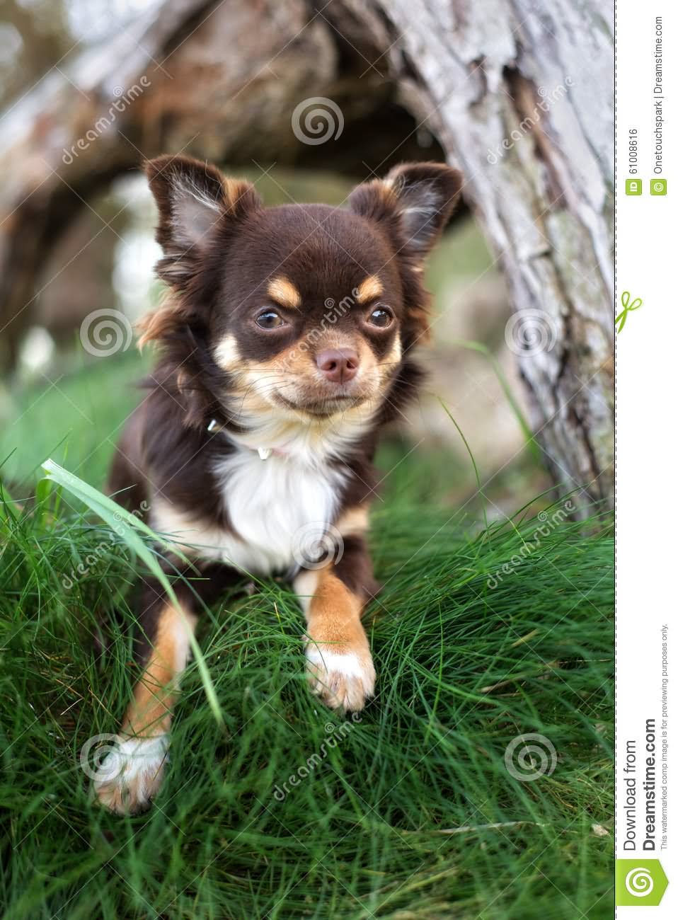 Brown Chihuahua Dog In Garden