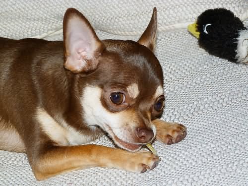 Brown Chihuahua Dog Laying