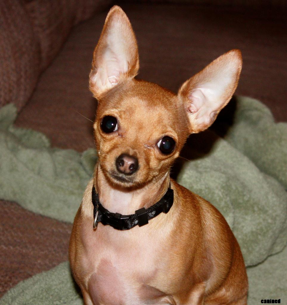 Brown Chihuahua Dog Looking At Camera