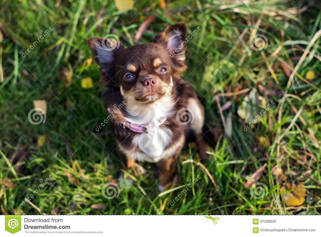 Brown Chihuahua Dog Looking Up Picture