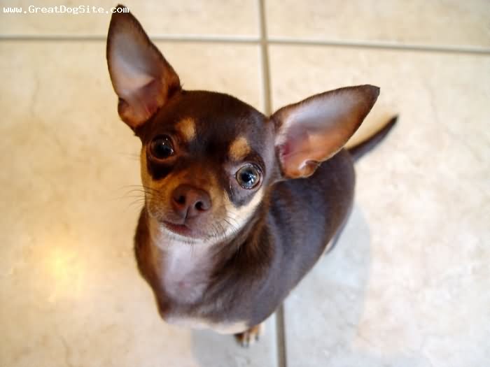 Brown Chihuahua Dog Looking Up
