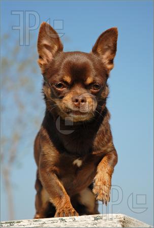 Brown Chihuahua Dog Photo