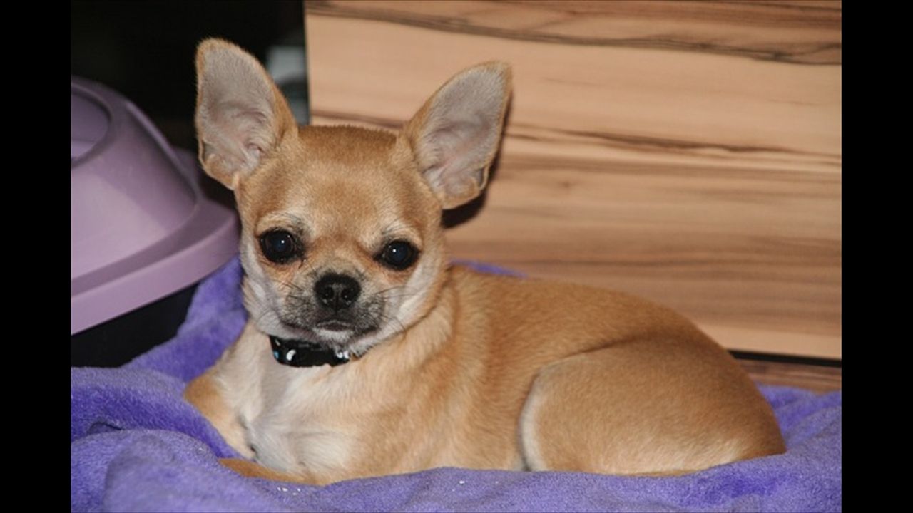 Brown Chihuahua Dog Sitting Image