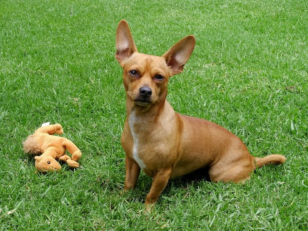 Brown Chihuahua Dog Sitting On Grass