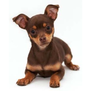 Brown Chihuahua Dog Sitting Photo