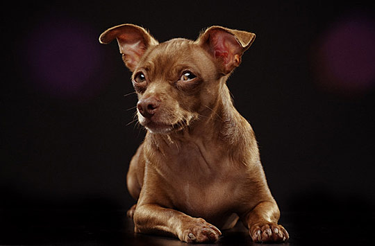 Brown Chihuahua Dog Sitting Picture