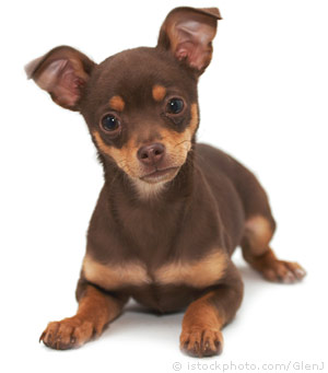 Brown Chihuahua Dog Sitting